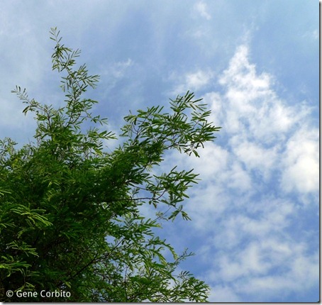treeandsky