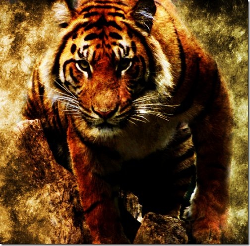tigers wallpaper. Tiger Wallpaper via rayansales