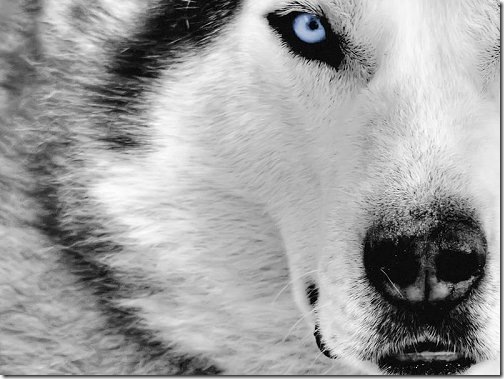 Mystic_Wolf Mystic_Wolf