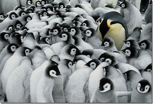 penguine_wallpaper_02