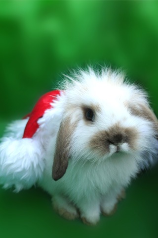 [Christmas_bunny[2].jpg]