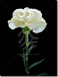 white-carnation-2 white-carnation-2