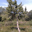Ginebro