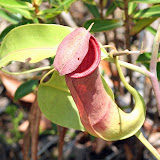 Pitcher plants near Sri Aman