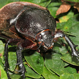 head of a beetle kinabalu park