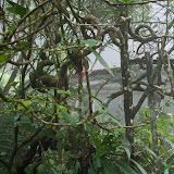 winding vines in the mist kinabalu park