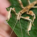 stick insect kinabalu park