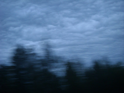 木々と鉛色の雲