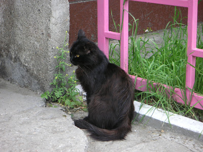 黒猫