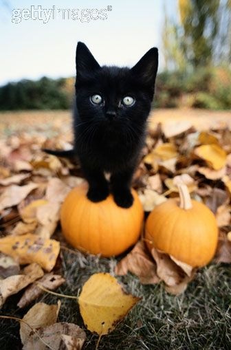 [gatos disfrazados (36)[2].jpg]