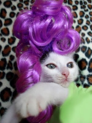 [gatos disfrazados (3)[2].jpg]