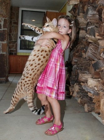 gato miblogdecosasdivertidas gato miblogdecosasdivertidas