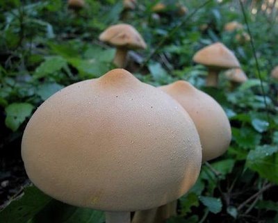 [Mushroom boobs[3].jpg]