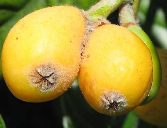 [foodporn_loquat_boobs[4].jpg]