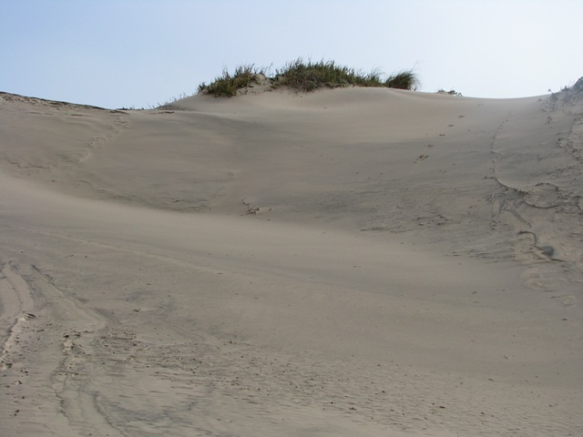 [5072 Sand Dunes South Padre Island Texas[2].jpg]