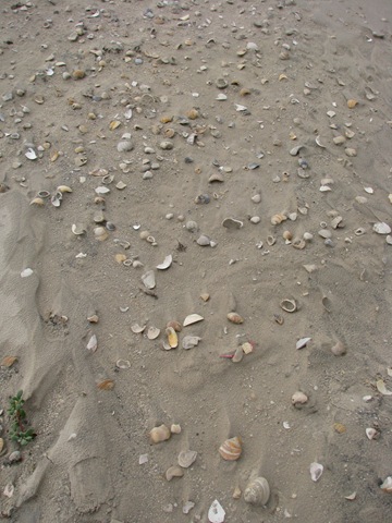 [5081 Sea Shells in Sand South Padre Island Texas[2].jpg]