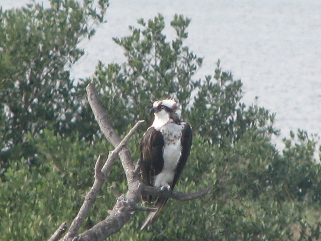 [5778 Osprey South Padre Island Texas[2].jpg]