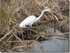 5177 Great Egret along Nature Walk South Padre Island Texas