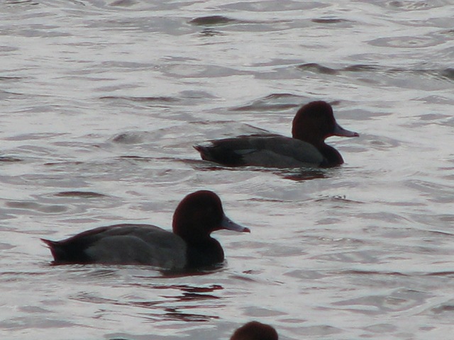 [5158 Redhead Ducks along Nature Walk South Padre Island Texas[2].jpg]