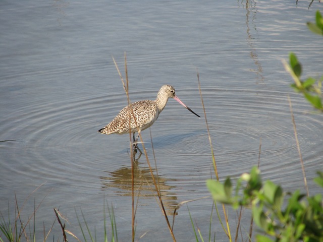 [5361 Long-Billed Curlew on Nature Walk South Padre Island Texas[2].jpg]