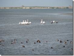 5378 Ducks and White Pelicans on Nature Walk South Padre Island Texas