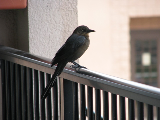 [5478 Bird on balcony railing at Ramada Inn South Padre Island Texas[2].jpg]