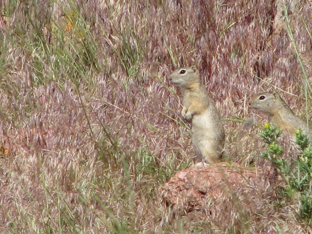 [1303 Prairie Dogs at Ames Monument WY[2].jpg]