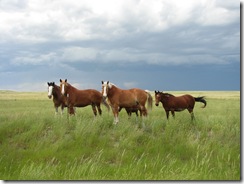 1098 Horses west of Hillsdale WY