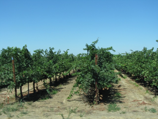 [3048 Grape Vinyards between Galt & Woodbridge CA[2].jpg]