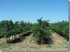 3048 Grape Vinyards between Galt & Woodbridge CA