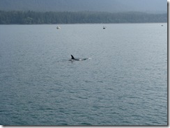 4471 Whale Watching Juneau AK