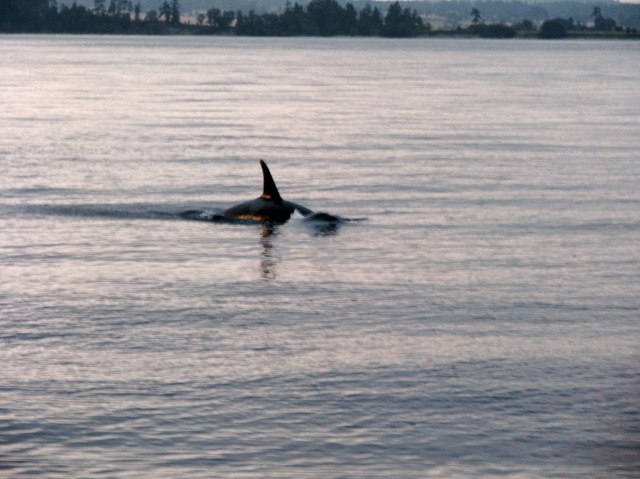 [5060 Orca Whale Watching Victoria BC[2].jpg]