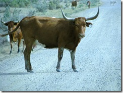 6109 Cattle on Elk Basin Road MT