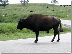 6464 Bison on US 16A Peter Norbeck Scenic Byway Iron Mountain Road SD