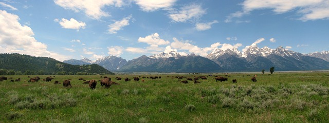 [8856 Bison on Antelope Flats Rd. GTNP WY Stitch[2].jpg]