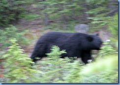 10198 Black Bear Banff National Park AB 10198 Black Bear Banff National Park AB