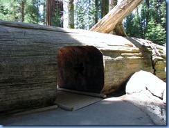 2507 Sherman Tree Trail Sequoia National Park CA