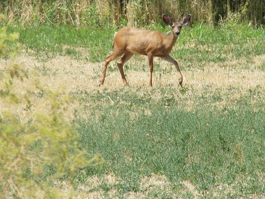 [1592 Deer between LBNM & Redding CA[3].jpg]