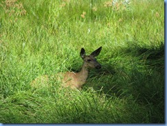 1902 Mule Deer Yosemite National Park CA