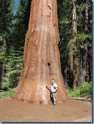 2195 Mariposa Grove Sequoia Trees YNP CA