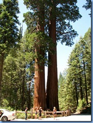 2314 Twin Sisters General Grant Grove KCNP CA