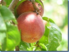 4684 Max Krueger Orchard Capitol Reef National Park UT