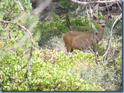 4329 Deer at Fairyland Canyon Bryce Canyon National Park UT