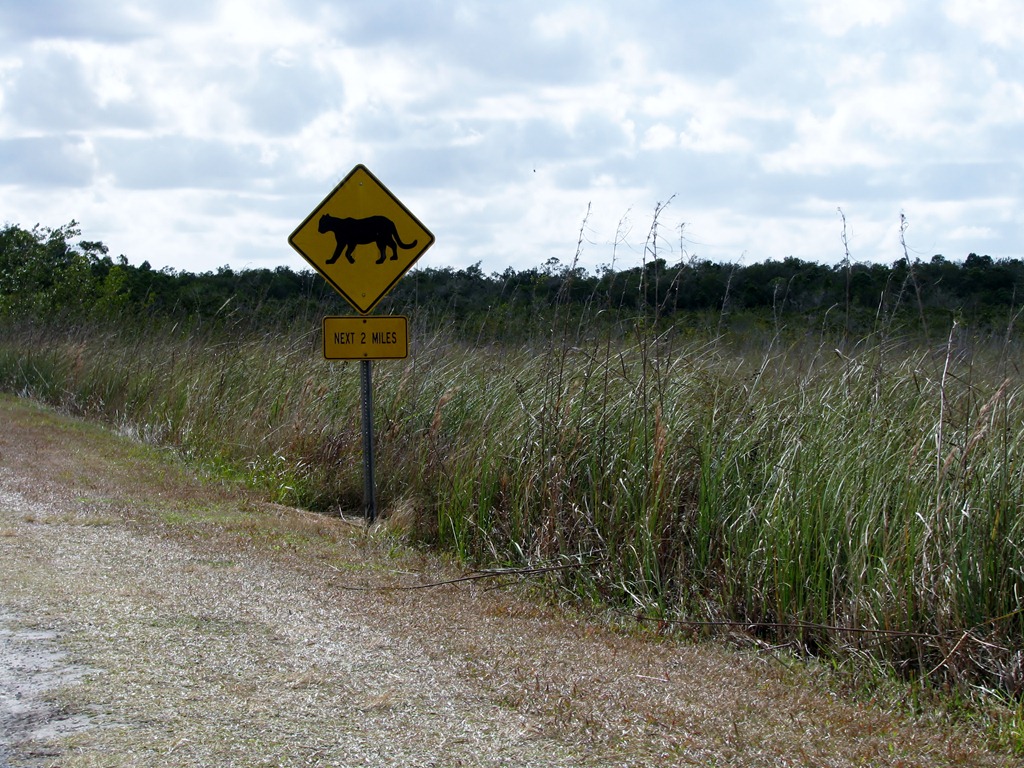 [7388 Everglades National Park FL - Royal Palm Rd[3].jpg]