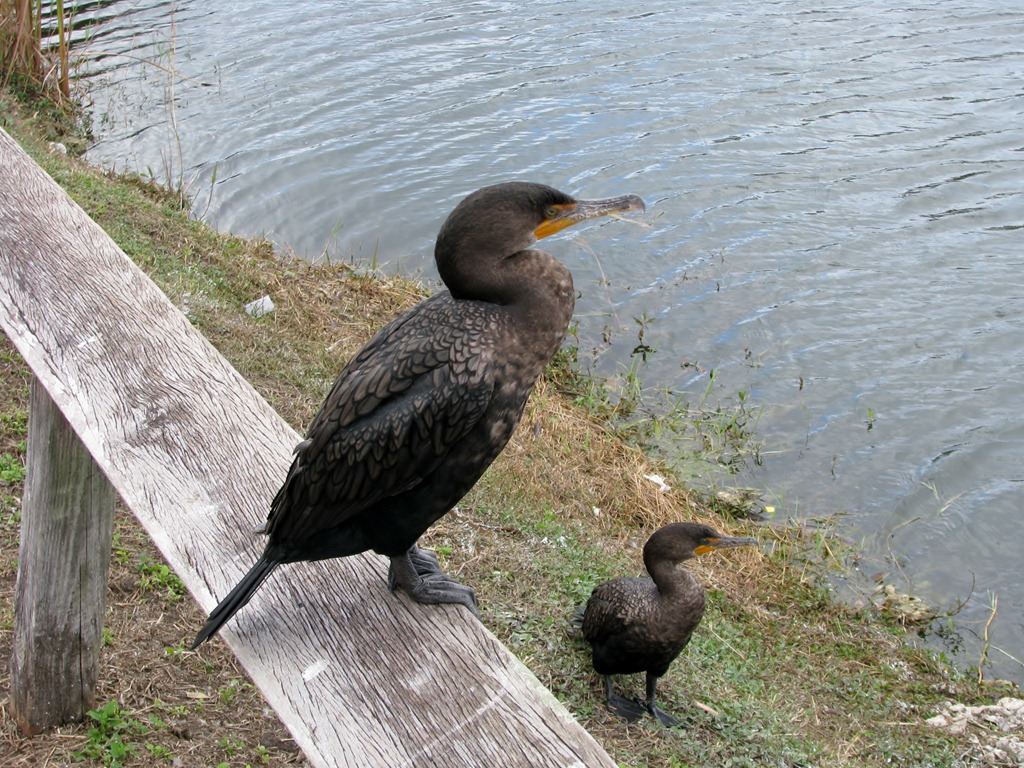 [7395 Everglades National Park FL- Royal Palm Anhinga Trail - Anhingas[3].jpg]