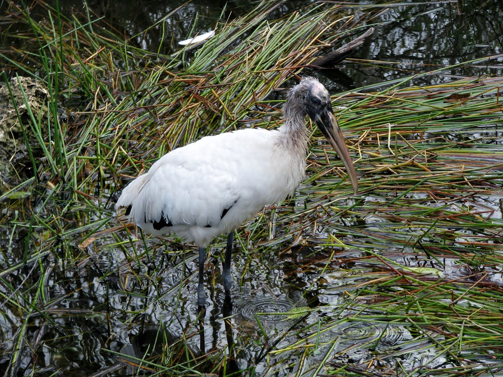 [7456 Everglades National Park FL- Royal Palm Anhinga Trail - Wood Stork[3].jpg]