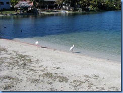 6980 Cutler Bay  FL walk White Ibises