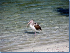 7006 Cutler Bay  FL walk juvenile White Ibis