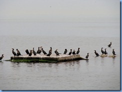 7047 Biscayne National Park FL Glass Bottom Boat -Cormorants