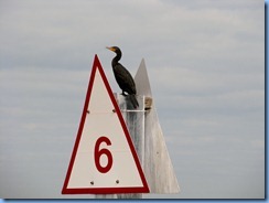 7056 Biscayne National Park FL Glass Bottom Boat - Cormorant